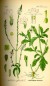Preview: Eisenkraut Litho